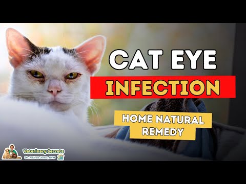 Cat With Infected Eye? Best 3 Holistic Remedies