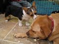 Ollie's first playdate with Bailey