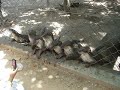 Feeding time for the otters