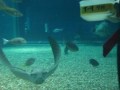 Feeding Spotted Eagle Ray マダラトビエイのゴハンタイム