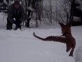 videos de Snow Dogs