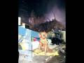 Meet the Canine Heros of 9/11