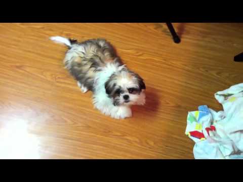 how to treat cherry eye in shih tzu