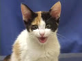 Doctor Death, Shocking Killing of  Shelter Pets Part 2