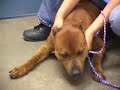doctor death shocking killing of  shelter pets part 2