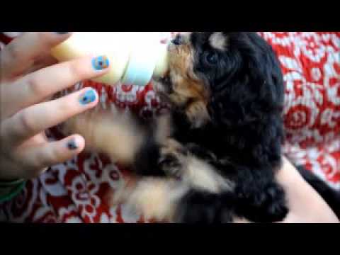 Little Bit nursing a bottle