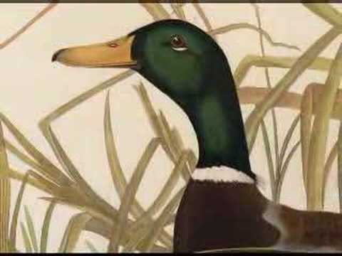 Audubon Art from ...