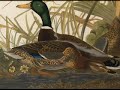Audubon Art from www.DiscoveryEditions.com Audubon Art from www.DiscoveryEditions.com