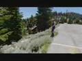 Dog chases bear up a tree for the 2nd time.