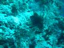 Biyadhoo Lion Fish Sep 07