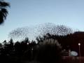 videos de show de aves