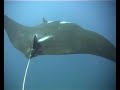 thailand manta paul vermeulen sliedrecht duiken diving
