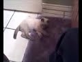 Video from My Phone (1119070917.3g2)