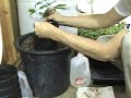 Starts for Aeroponics Part 2