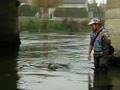 rainbow trout au moulin de sauvage