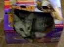 Mokee Playing in a Box
