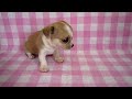 ti087-10 チワワ　神戸ペットショップmilk　ミルク