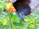 butterfly butterfly