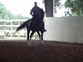 williams dressage stallion ridden by jeremy steinberg
