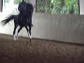 Williams - Dressage Stallion ridden by Jeremy Steinberg Williams - Dressage Stallion ridden by Jeremy Steinberg
