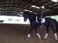 williams dressage stallion ridden by jeremy steinberg
