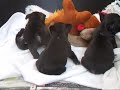 French Bulldog puppies
