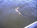 big northern pike fishing no net hand grab nice watch