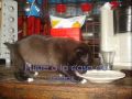 Covee Solnuel Moyano De Portillo