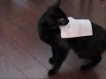re-cat-tape-tricks.html