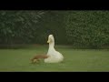 Squirrel and a duck