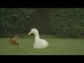 Squirrel and a duck