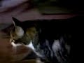 Mama Cass Russell Cat Dance