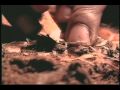 California Sand:  Termites