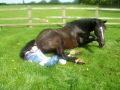 Mare foaling