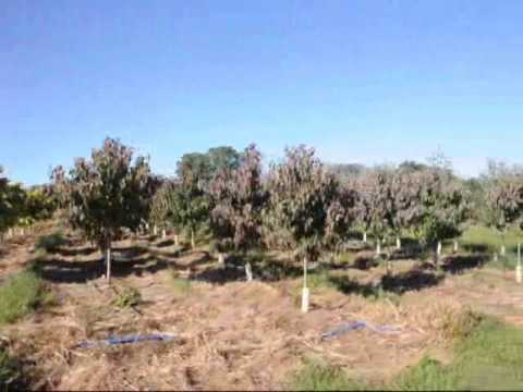 how to transplant abelia