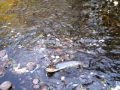 59 cm Bachforelle - Brown Trout - Öring in Värmland