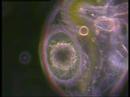 microscopic - The microscopic community found in almost every aquatic habitat contains dozens of species. This diversity includes bacteria, algae and small metazoa. Some t...