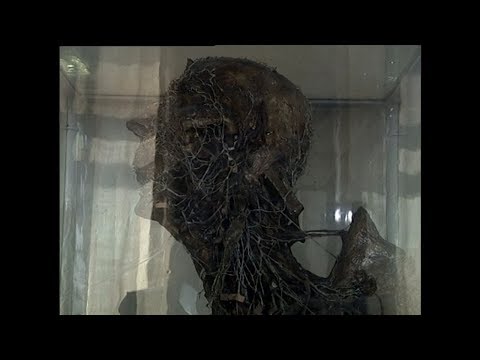 Жизнь? Расследование.