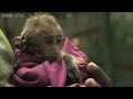 Baby macaque caught in the crossfire (part 2) - Planet Earth Live - BBC One