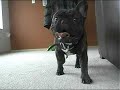 Oscar The  French   Bulldog  Puppy (Part 2)