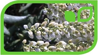 Pieris japonica Lavendelheide: Die ersten Blüten im Moorbeet