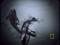 Rarely Seen Sharks
