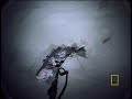 rarely seen sharks