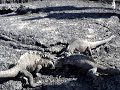 Marine Iguanas wrestling