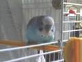 Мой попугай Петруша / My budgerigar Petrusha
