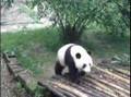 free pandas wrestle crocodile in China:Chengdu (city 6 of 8)