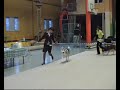 BALT JCH Cayetano Wolf of Arktika.mp4
