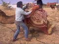 DJERBA aril 2008 dromadaire juska midoun
