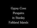 Gypsy cove penguins in Stanley Falkland Islands