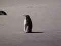 Gypsy cove penguins in Stanley Falkland Islands